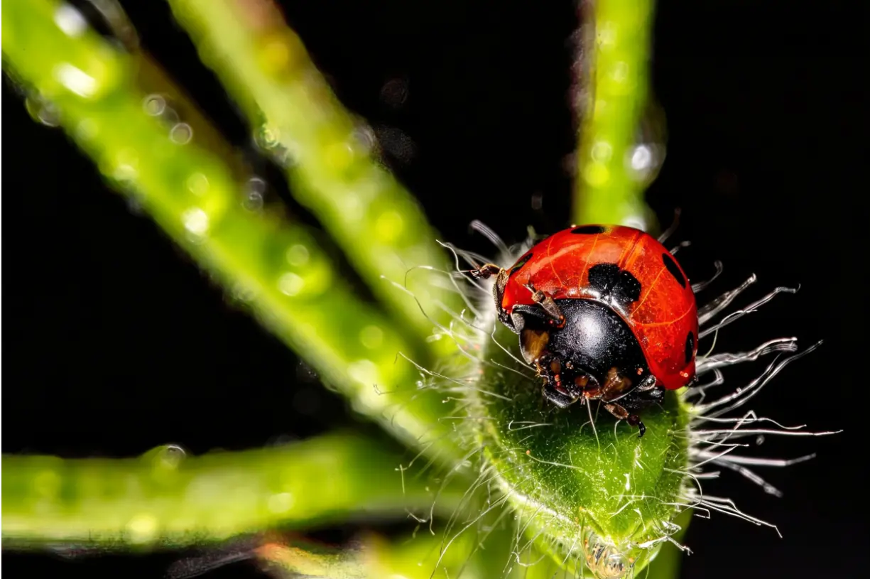 Dicas Essenciais para Fotografar Insetos na Natureza