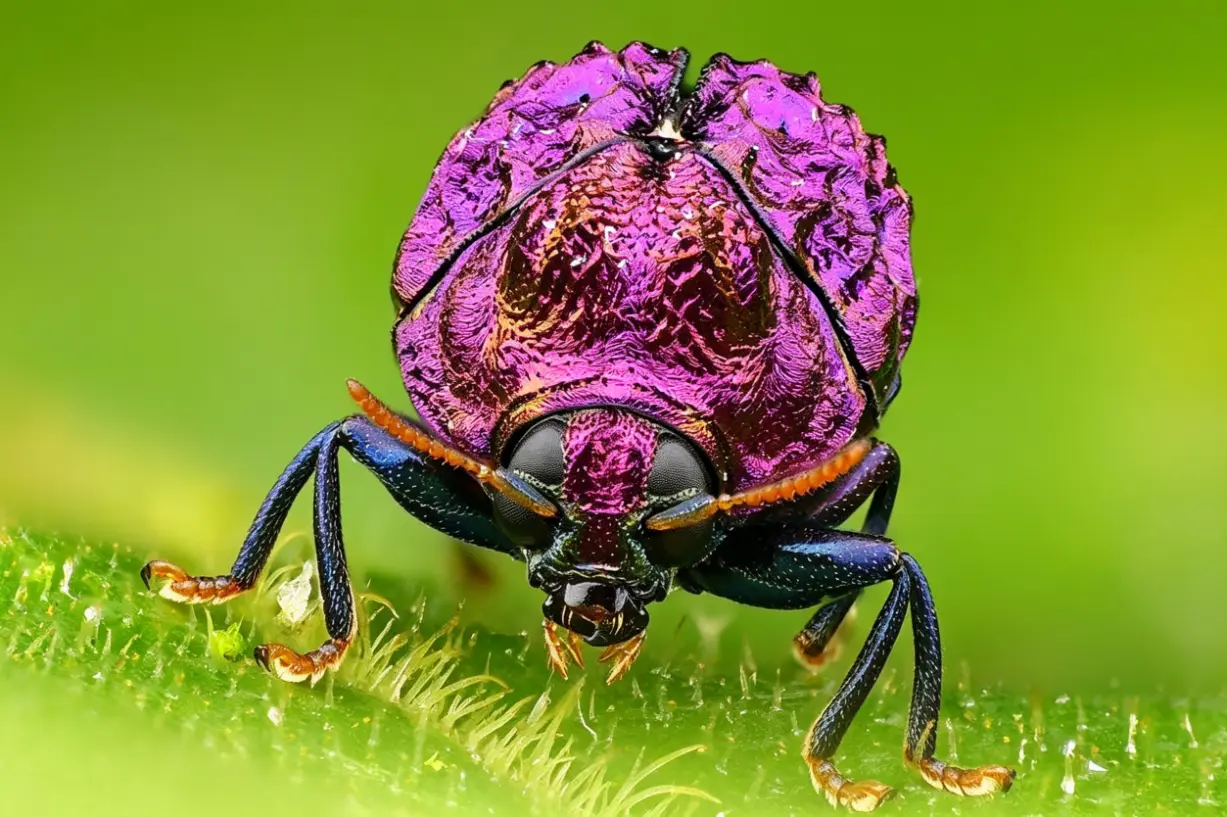 Besouros Coloridos da Amazônia: As Joias Vivas da Maior Floresta do Mundo